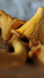 https://www.maggi.bg/sites/default/files/styles/search_result_153_272/public/article_images/SEM_Mushrooms.JPG?itok=AC54kOK2